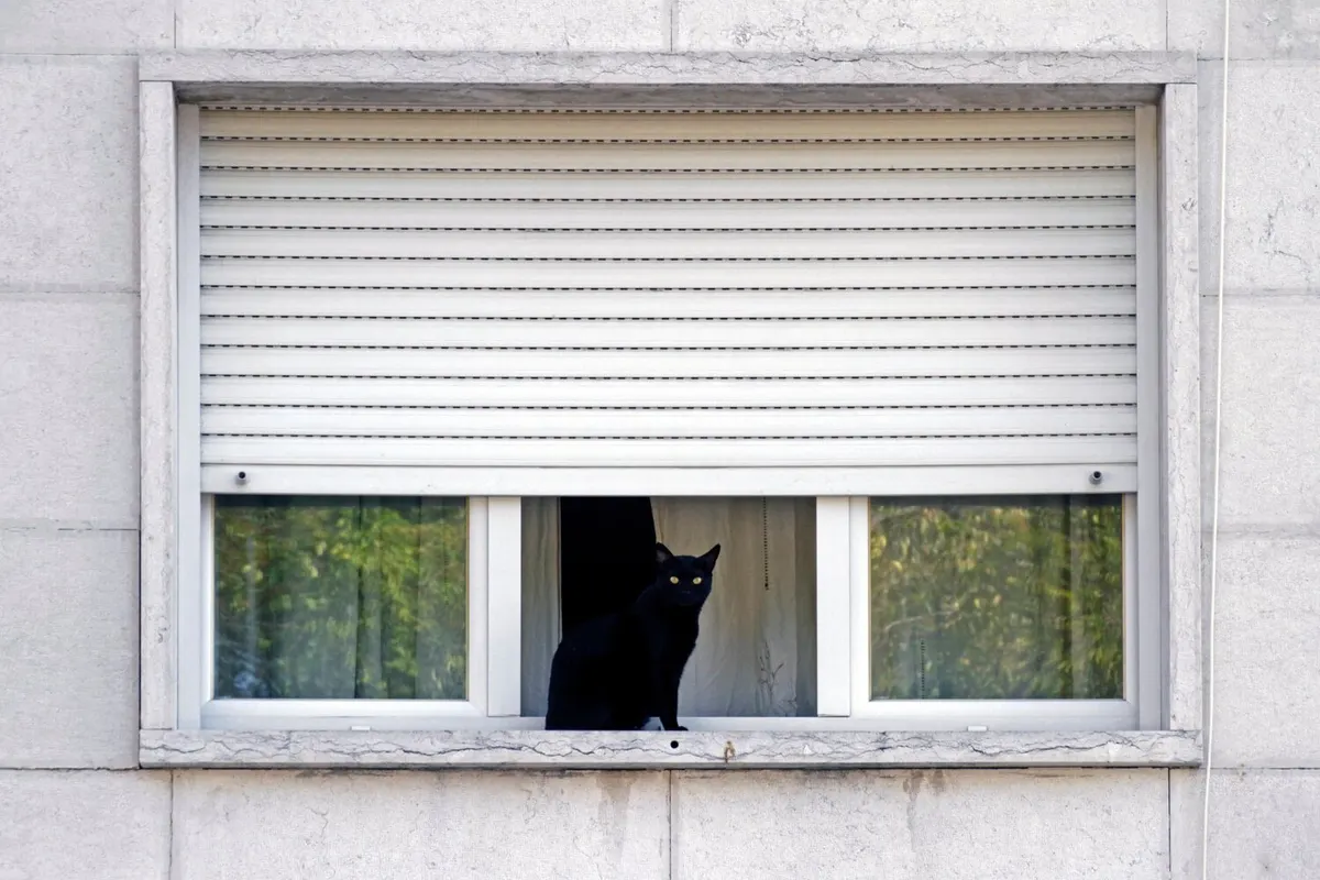 Volet roulant blanc à demi baissé devant une fenêtre à petits bois, un chat noir assis sur l'appui
